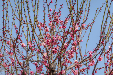 郑州绿荫公园初春盛开的梅花
