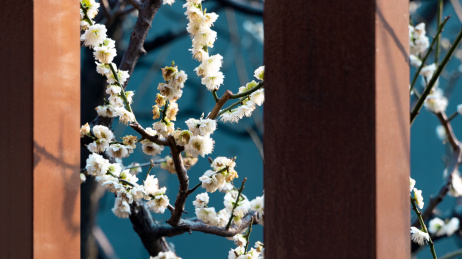 春天盛开的白色梅花，伸出栏杆外