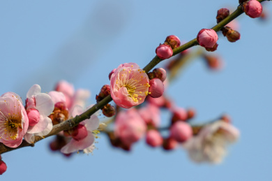 红梅花春天早春梅花盛开