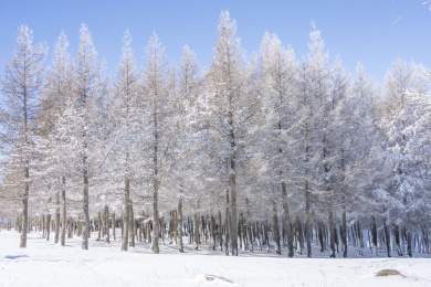 冬季松林冰雪雾淞风景