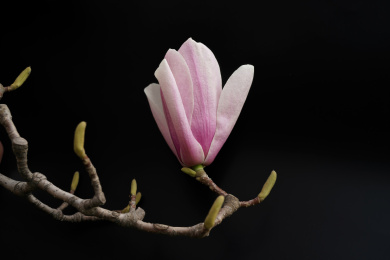 春天北方的玉兰花盛开