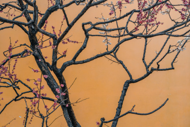 常州红梅公园梅花