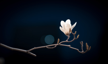 夜晚的白玉兰花卉特写