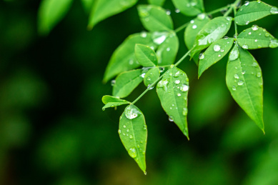 春天雨水