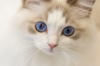 家中绝美宠物布偶猫特写