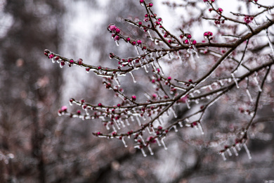 冻雨中的梅花