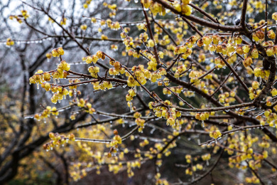 冻雨中的梅花