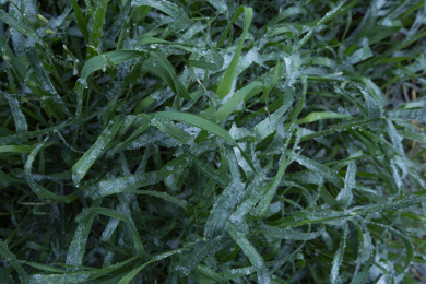 冰冻天气下生长的翠绿青草
