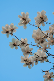  白色玉兰花特写