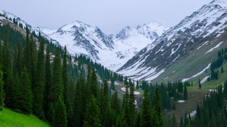 中国新疆伊犁那拉提雪山森林草原风光