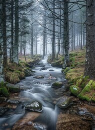 迷雾森林中的绿意溪流