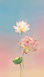 极简蓝色粉色渐变背景中两朵优雅开放的荷花