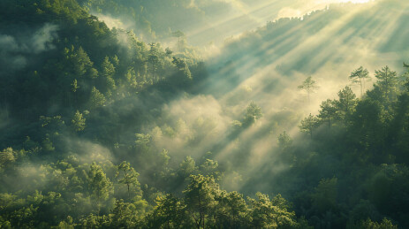 浓雾笼罩着绿色茂密的森林令人惊叹的早晨背