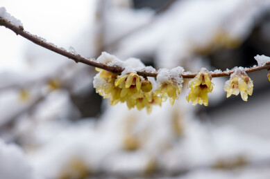 被雪覆盖的腊梅花枝条