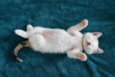 睡觉的小猫咪萌宠