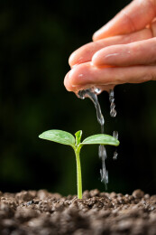 萌芽发芽浇水灌溉