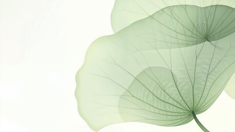 夏天简洁的绿色荷叶纹理留白背景