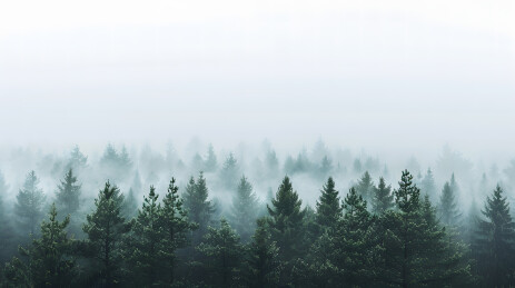 航拍视角的森林