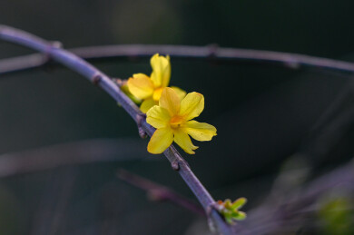 迎春花春天花开