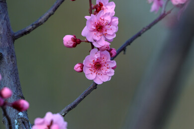 红梅花春天梅花开放