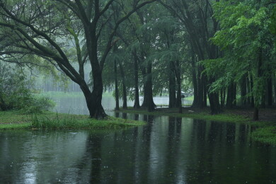 森林公园里的草地河流树林
