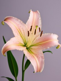 百合花鲜花单色背景