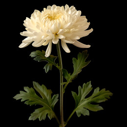 白色高清菊花