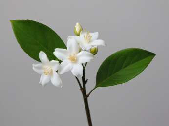 茉莉花鲜花单色背景