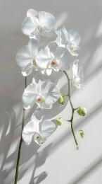 鲜花兰花蝴蝶兰