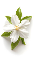 白色背景栀子花茉莉花