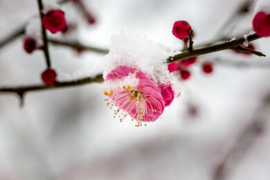 大雪中绽放的梅花