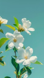 栀子花花朵和天空素材