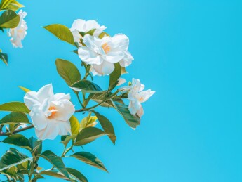 栀子花花朵和天空素材