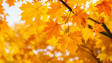 秋风落叶枫叶金秋