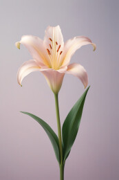 鲜花花卉特写静物背景图