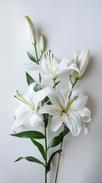 百合花植物开花特写背景