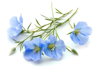 白色背景的花