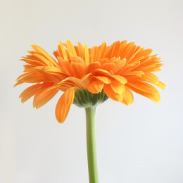 盛开的金盏花特写