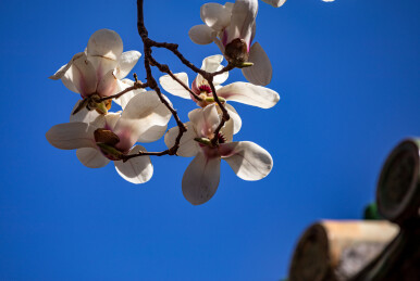 蓝天下玉兰花开背景中的北京天坛公园古建筑