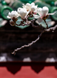 蓝天下玉兰花开背景中的北京天坛公园古建筑