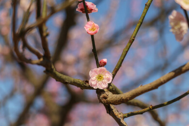 初春的树枝上的一朵粉色梅花