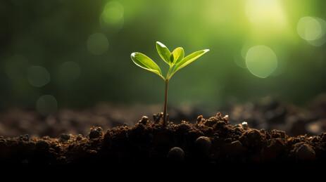 新生命的开始，种子发芽的过程