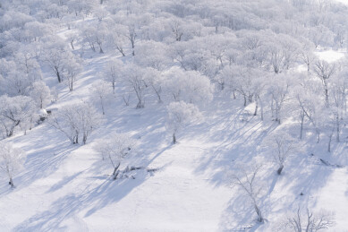 中国东北冬季树林雾凇雪景