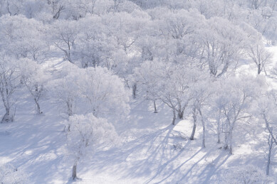 中国东北冬季冰雪雾凇树林雪景