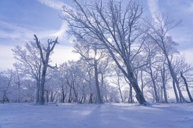 中国东北冬季冰雪雾凇树林雪景