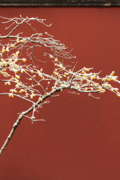 南京明孝陵冬雪红墙腊梅