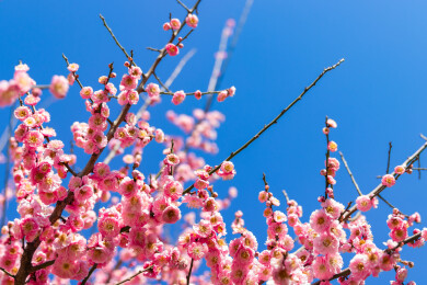 冬季梅花盛开阳光下梅花特写