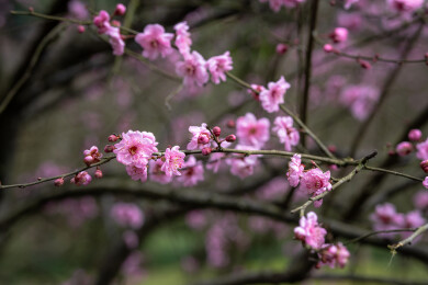 春天公园里盛开着大片的粉红梅花——美人梅