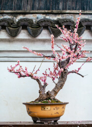 上海嘉定古典园林古猗园里赏梅花