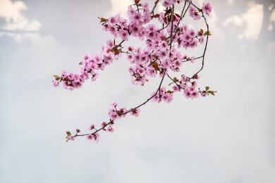 古城白墙美人梅